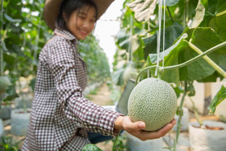 Melon Berkualitas Ekspor